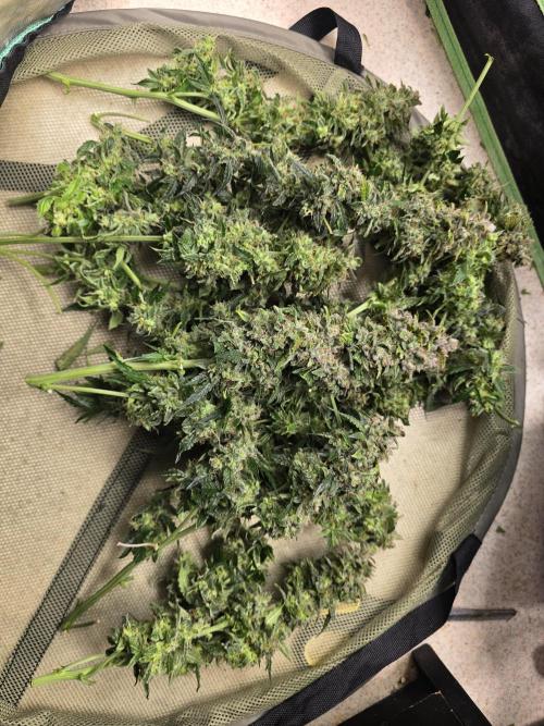 OG Kush Bubblegum DosiDos. Week 12