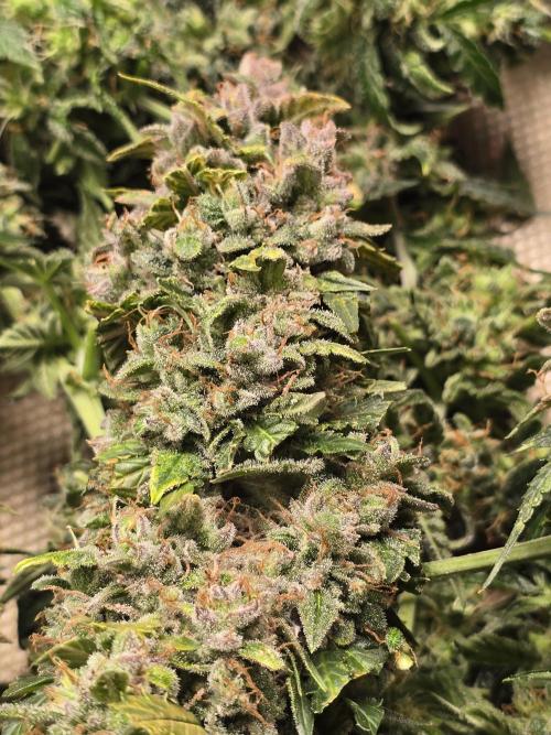 OG Kush Bubblegum DosiDos. Week 12