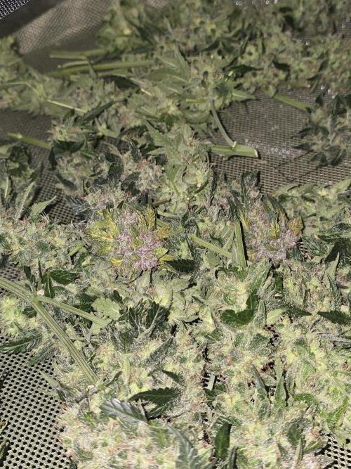 OG Kush Bubblegum DosiDos. Week 12