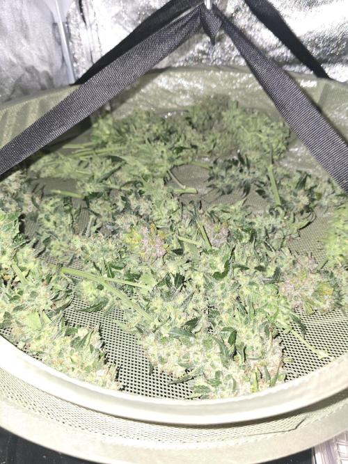 OG Kush Bubblegum DosiDos. Week 12