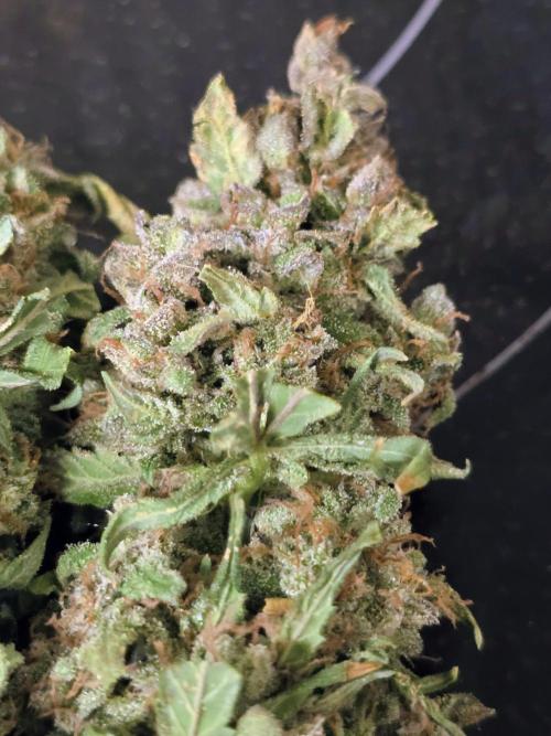 OG Kush Bubblegum DosiDos. Week 12