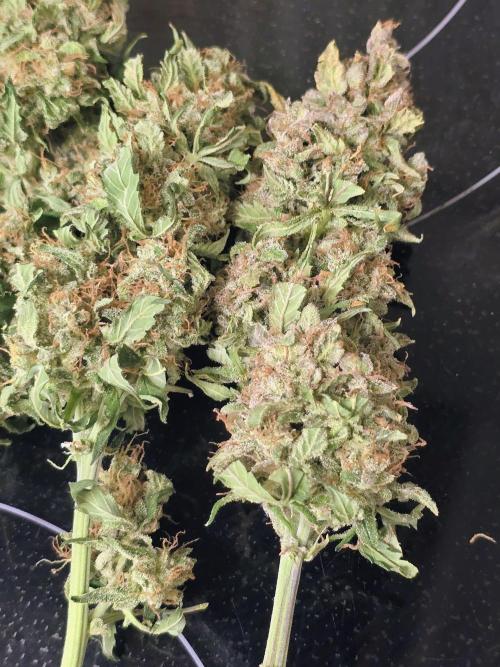 OG Kush Bubblegum DosiDos. Week 12