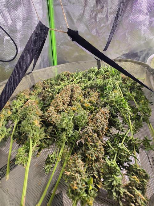 OG Kush Bubblegum DosiDos. Week 12