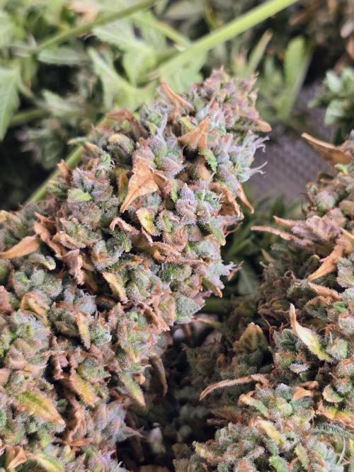 OG Kush Bubblegum DosiDos. Week 12