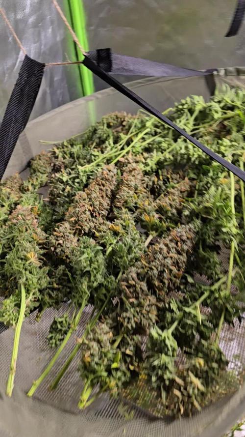 OG Kush Bubblegum DosiDos