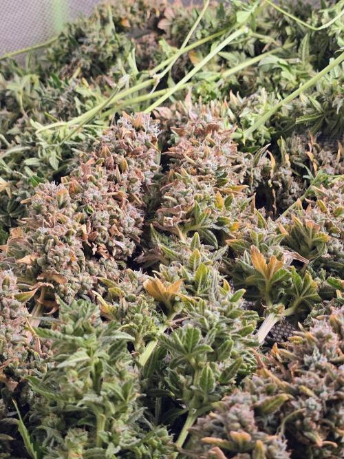 OG Kush Bubblegum DosiDos. Week 12