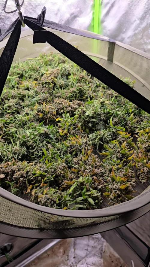 OG Kush Bubblegum DosiDos