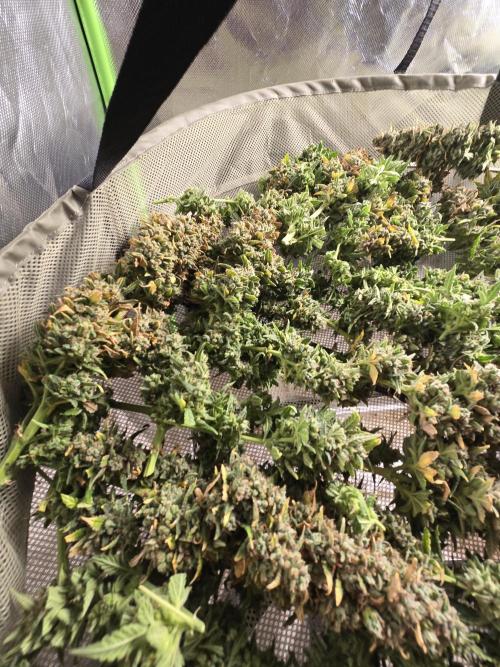 OG Kush Bubblegum DosiDos. Week 12