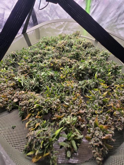 OG Kush Bubblegum DosiDos. Week 12