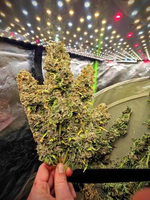 OG Kush Bubblegum DosiDos. Week 12