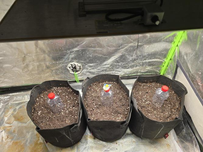 Royal Queen Wedding Cake Automatic. Week 0