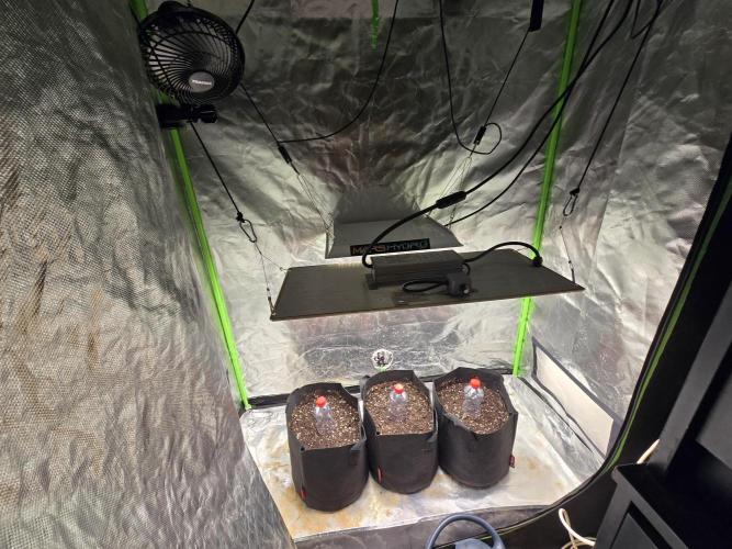 Royal Queen Wedding Cake Automatic. Week 0