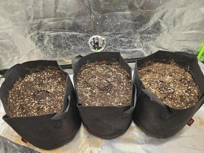 Royal Queen Wedding Cake Automatic. Week 0