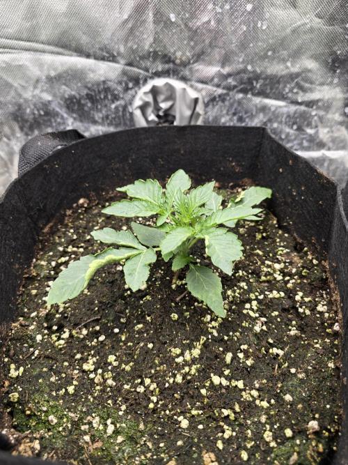 Royal Queen Wedding Cake Automatic. Week 1