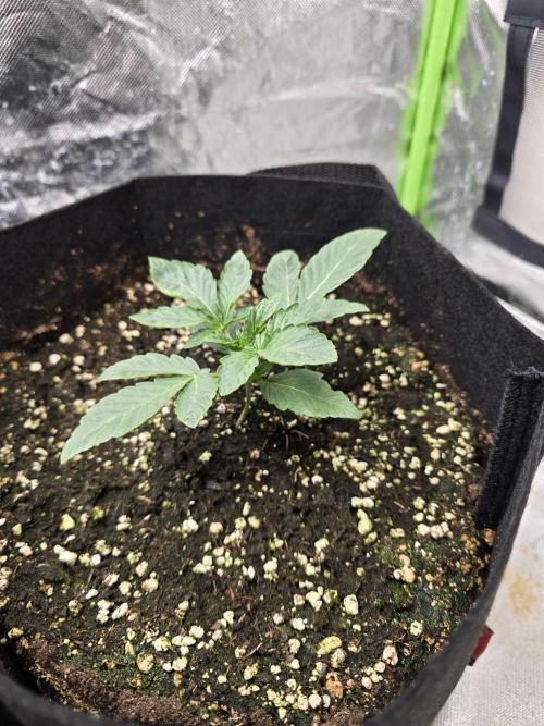 Royal Queen Wedding Cake Automatic. Week 1