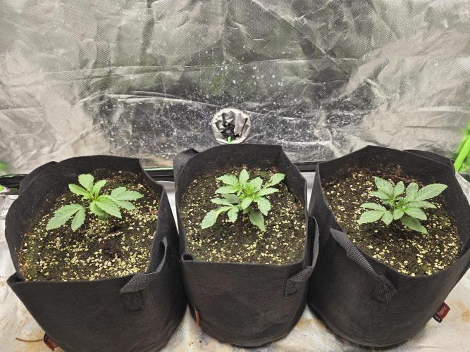 Royal Queen Wedding Cake Automatic. Week 1