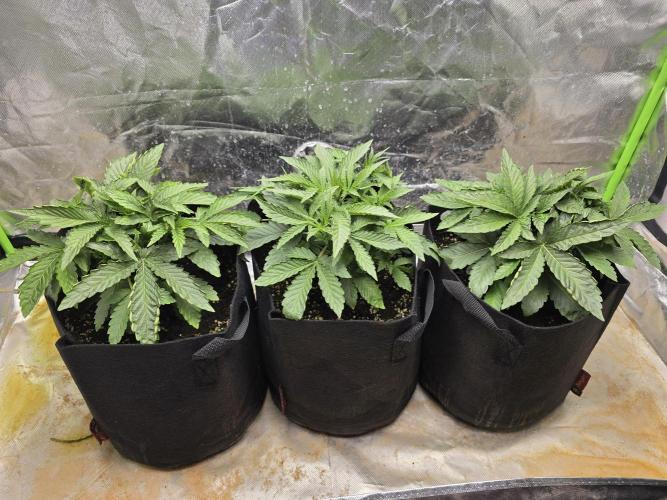 Royal Queen Wedding Cake Automatic. Week 2