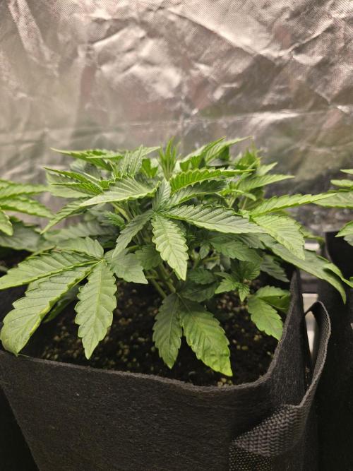 Royal Queen Wedding Cake Automatic. Week 2