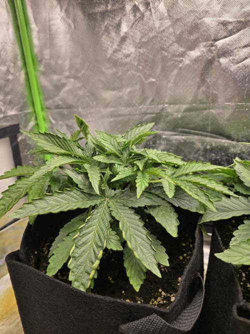 Royal Queen Wedding Cake Automatic. Week 2