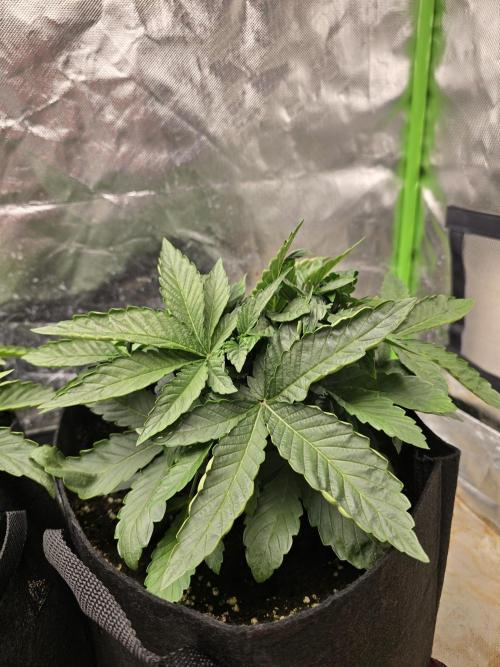 Wedding Cake Automatic. Week 2