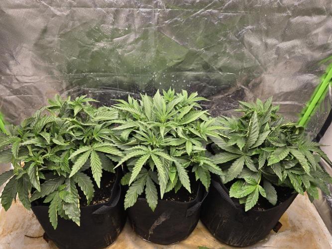 Royal Queen Wedding Cake Automatic. Week 3