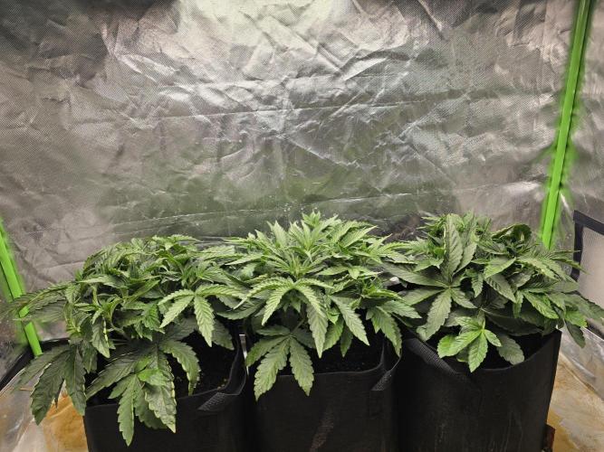 Royal Queen Wedding Cake Automatic. Week 3