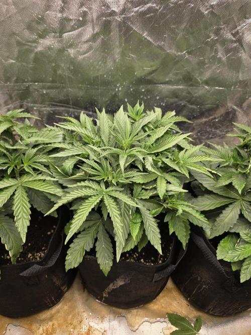 Royal Queen Wedding Cake Automatic. Week 3