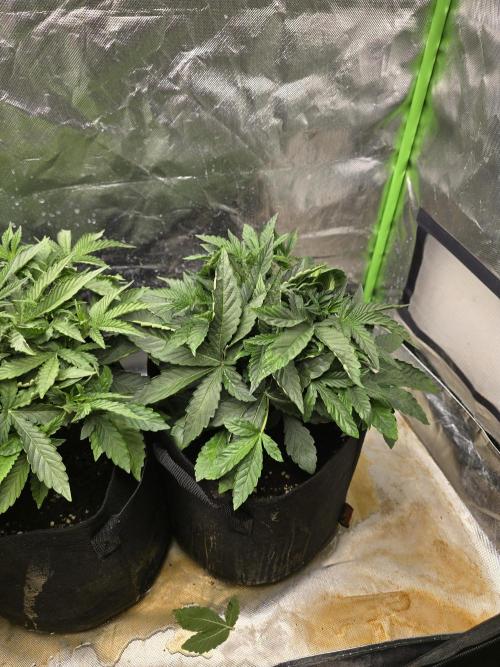 Royal Queen Wedding Cake Automatic. Week 3