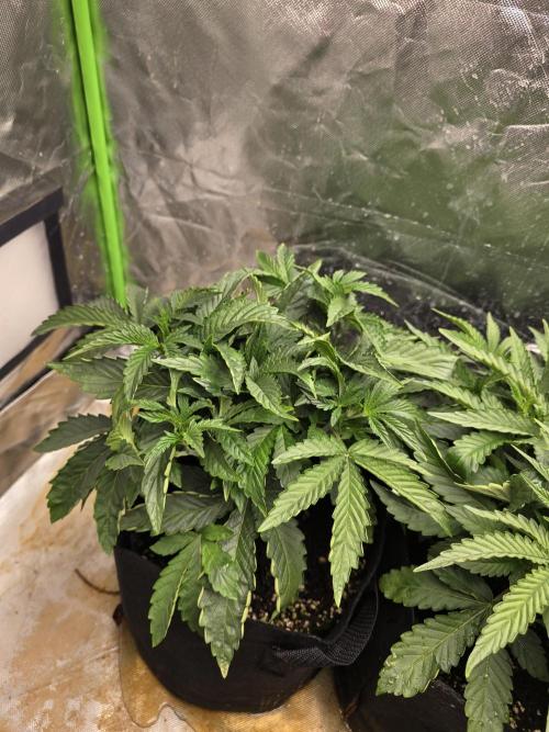 Wedding Cake Automatic. Week 3