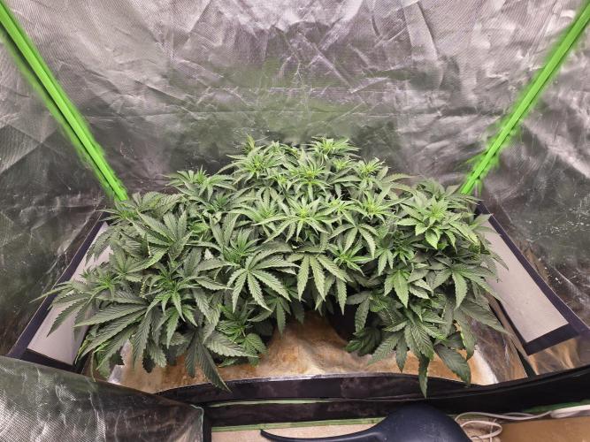 Royal Queen Wedding Cake Automatic. Week 4