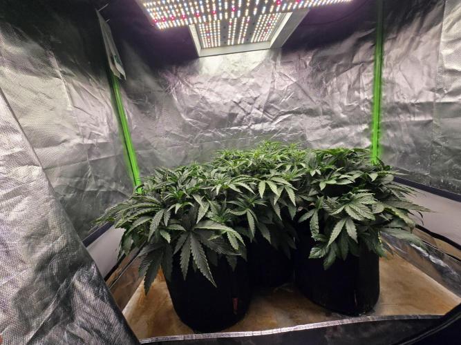 Royal Queen Wedding Cake Automatic. Week 4