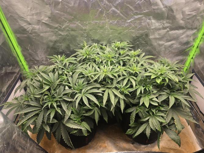 Royal Queen Wedding Cake Automatic. Week 4