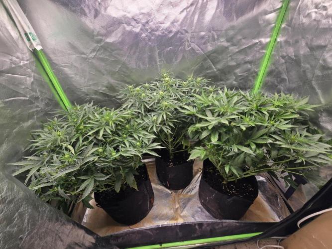 Royal Queen Wedding Cake Automatic. Week 5
