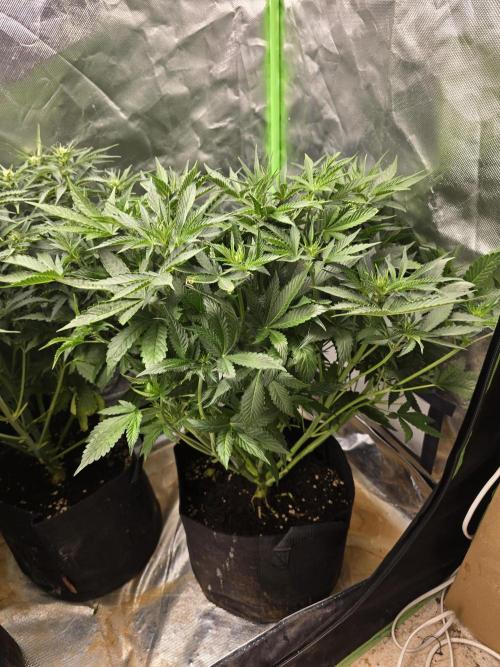 Royal Queen Wedding Cake Automatic. Week 5