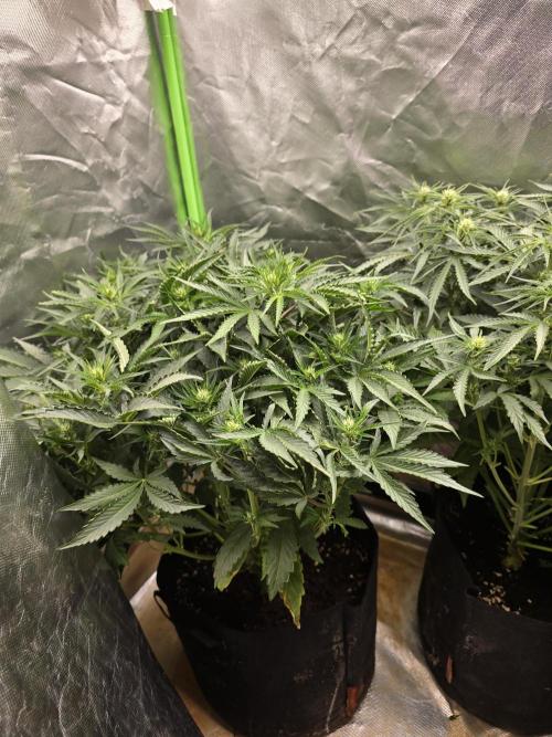 Royal Queen Wedding Cake Automatic. Week 5