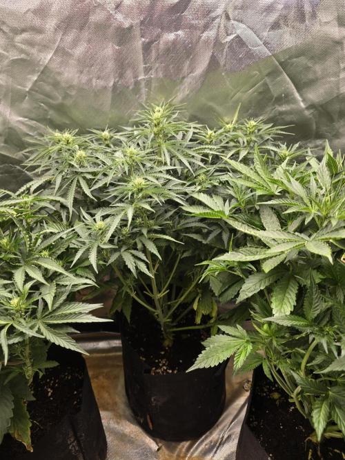 Royal Queen Wedding Cake Automatic. Week 5