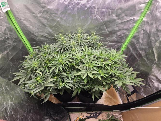 Royal Queen Wedding Cake Automatic. Week 5