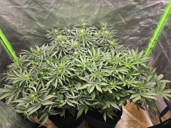 Wedding Cake Automatic. Week 5