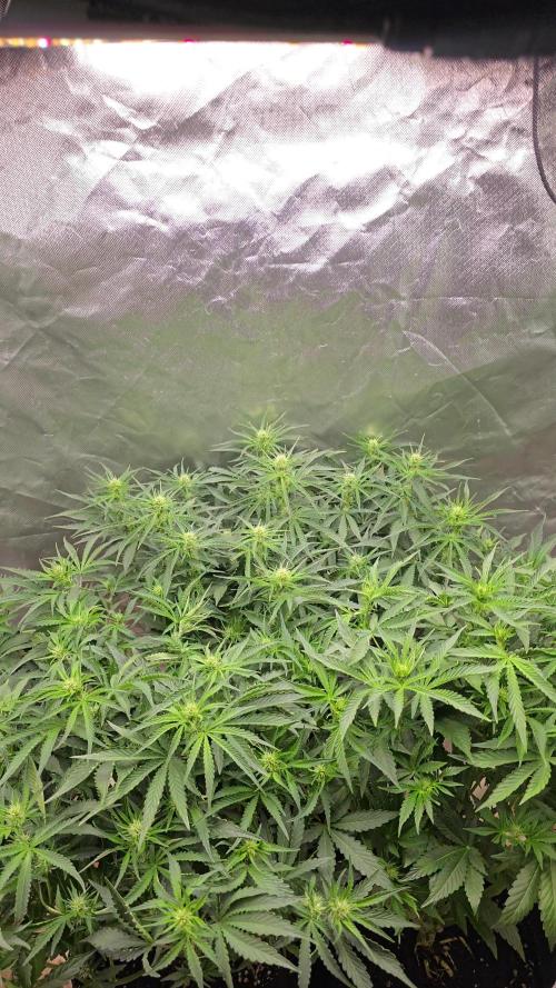 Royal Queen Wedding Cake Automatic