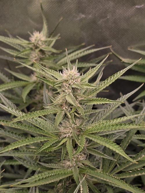 Royal Queen Wedding Cake Automatic. Week 6