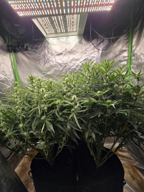 Royal Queen Wedding Cake Automatic. Week 6