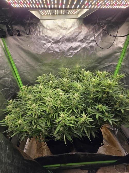 Royal Queen Wedding Cake Automatic. Week 6
