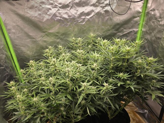 Royal Queen Wedding Cake Automatic. Week 6