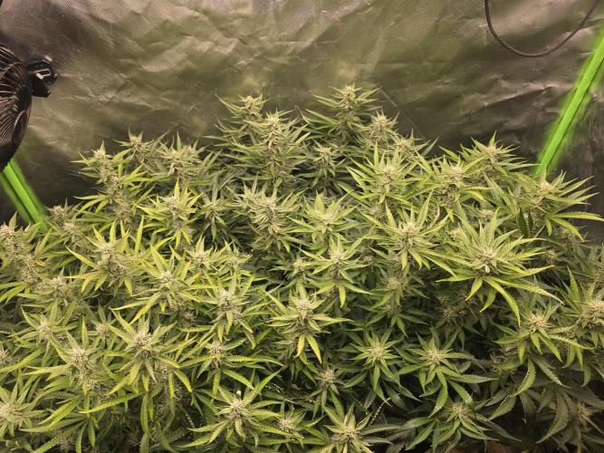 Royal Queen Wedding Cake Automatic. Week 7