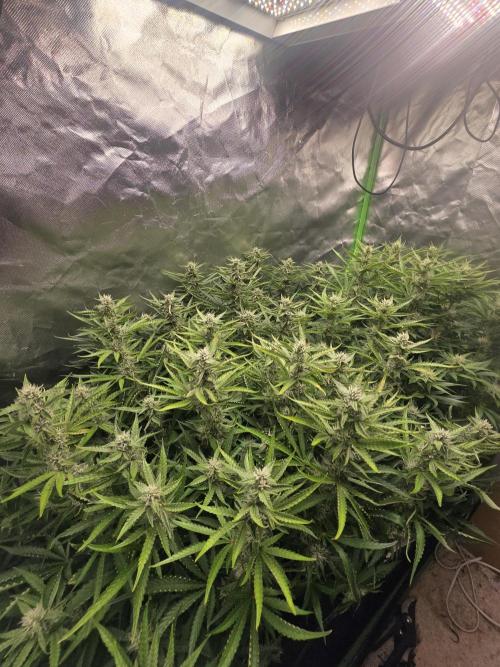 Royal Queen Wedding Cake Automatic. Week 7