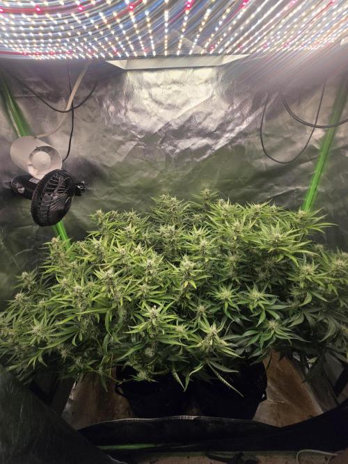 Royal Queen Wedding Cake Automatic. Week 7