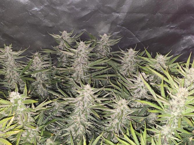 Royal Queen Wedding Cake Automatic. Week 7