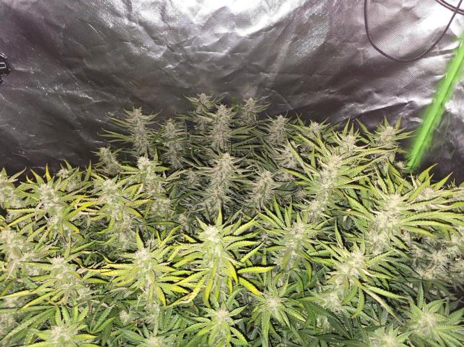 Royal Queen Wedding Cake Automatic. Week 7