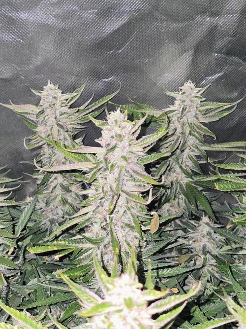 Royal Queen Wedding Cake Automatic. Week 8
