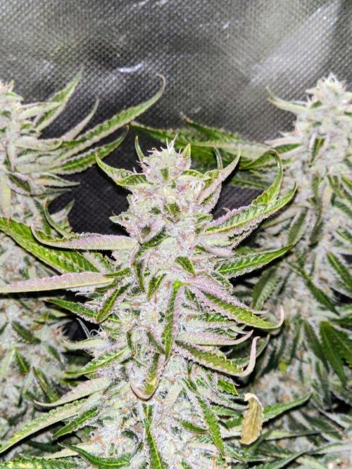 Royal Queen Wedding Cake Automatic. Week 8